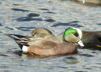 American Wigeon Unknown Spots Sun, 2/1/2015