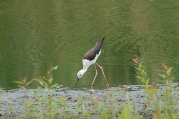 2022年7月8日(金) 東京港野鳥公園の野鳥観察記録