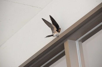 Barn Swallow 和歌山県 Sat, 7/9/2022