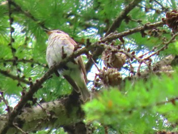 コサメビタキ 長野県 2022年7月9日(土)