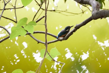 2022年7月10日(日) 千里南公園の野鳥観察記録