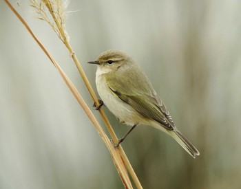 Common Chiffchaff Unknown Spots Wed, 1/14/2015