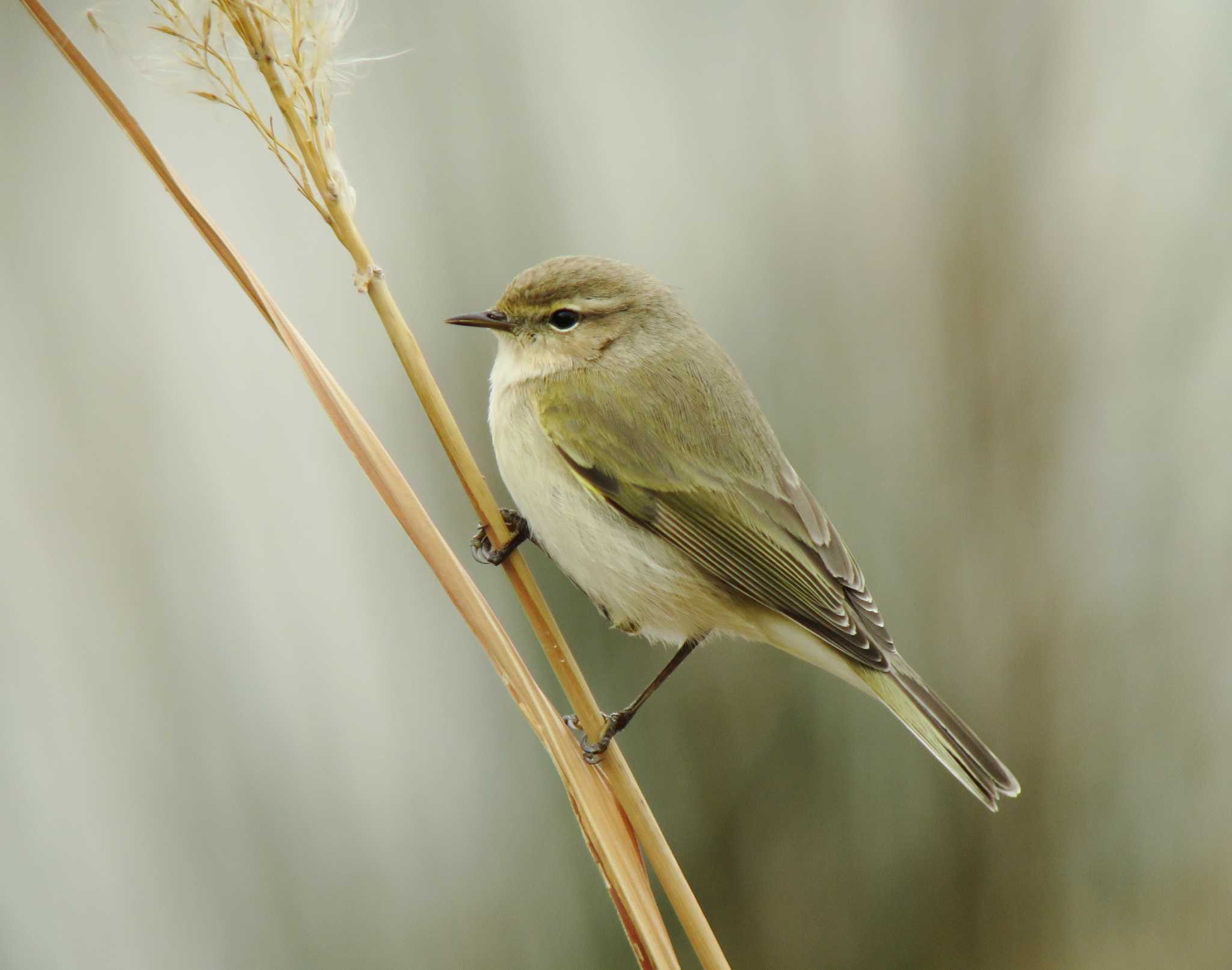 Photo of Common Chiffchaff at  by みっちー