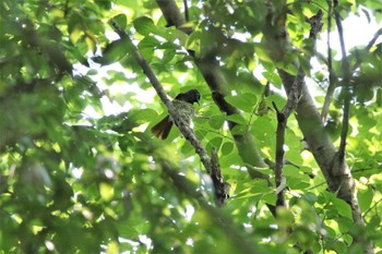 サンコウチョウ 場所が不明 2022年7月2日(土)