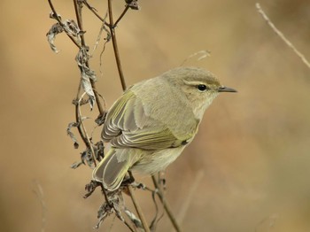 Common Chiffchaff Unknown Spots Fri, 1/23/2015