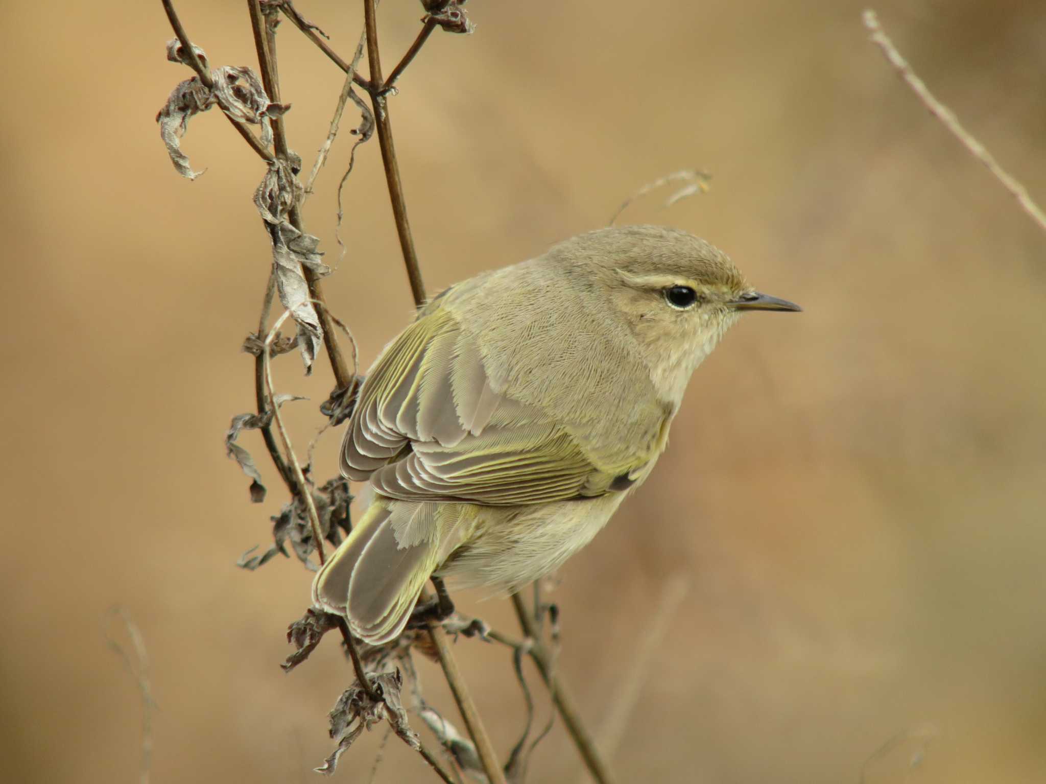 Photo of Common Chiffchaff at  by みっちー