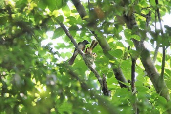 サンコウチョウ 場所が不明 2022年7月2日(土)