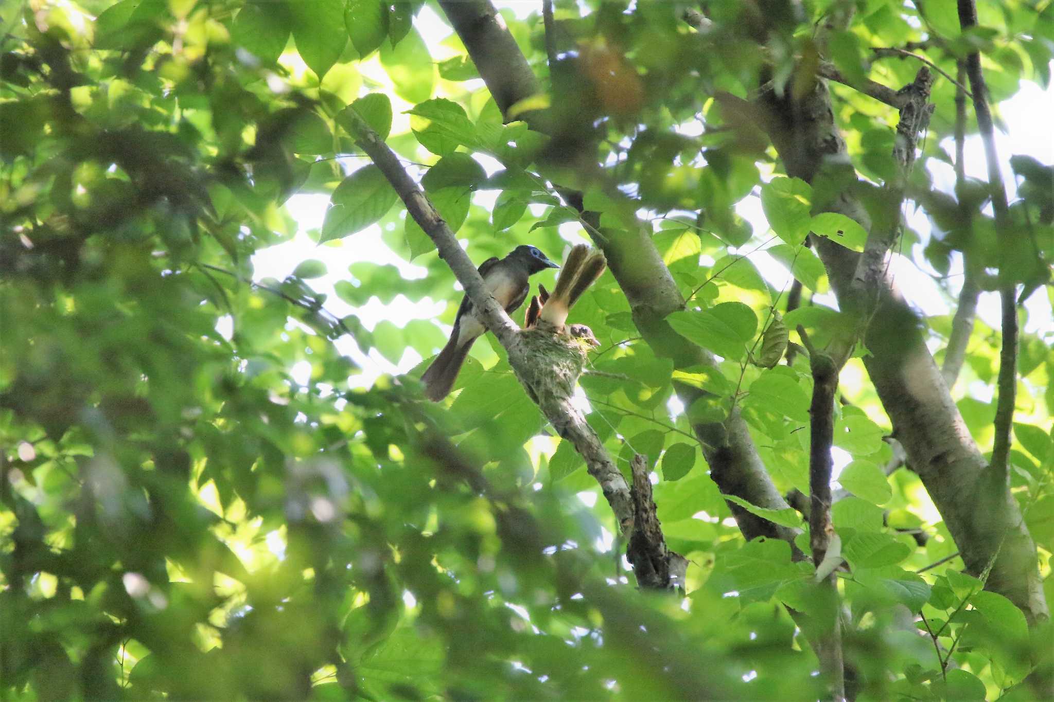  サンコウチョウの写真 by kingfisher_hidaka