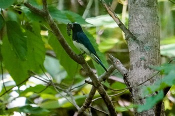 2022年7月10日(日) 宮城沢林道(札幌市西区)の野鳥観察記録