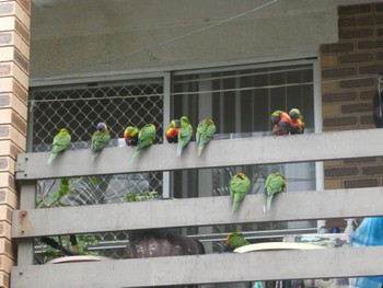 ゴシキセイガイインコ Southport, QLD, Australia 2022年7月2日(土)