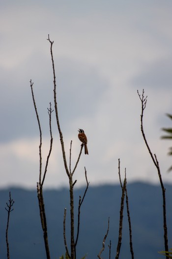 Meadow Bunting 兵庫県立一庫公園 Sun, 7/10/2022