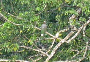 White-bellied Imperial Pigeon