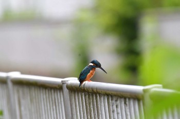 カワセミ 長浜公園 2022年7月10日(日)