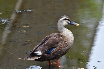 カルガモ 長浜公園 2022年7月10日(日)