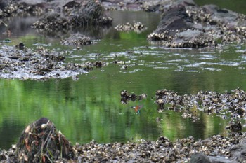 カワセミ 長浜公園 2022年7月10日(日)