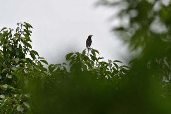 2022年7月10日(日) 長浜公園の野鳥観察記録