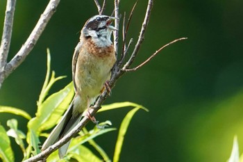 2022年7月11日(月) 福井緑地(札幌市西区)の野鳥観察記録