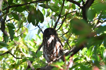 Sun, 7/10/2022 Birding report at 平塚市