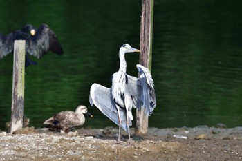 アオサギ 長浜公園 2022年7月11日(月)