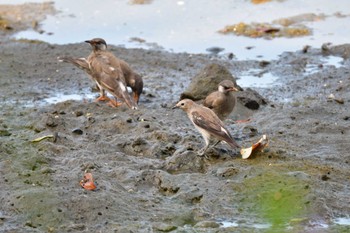 2022年7月11日(月) 長浜公園の野鳥観察記録