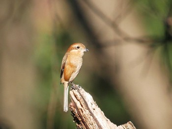 モズ 秋ヶ瀬公園 2018年1月11日(木)