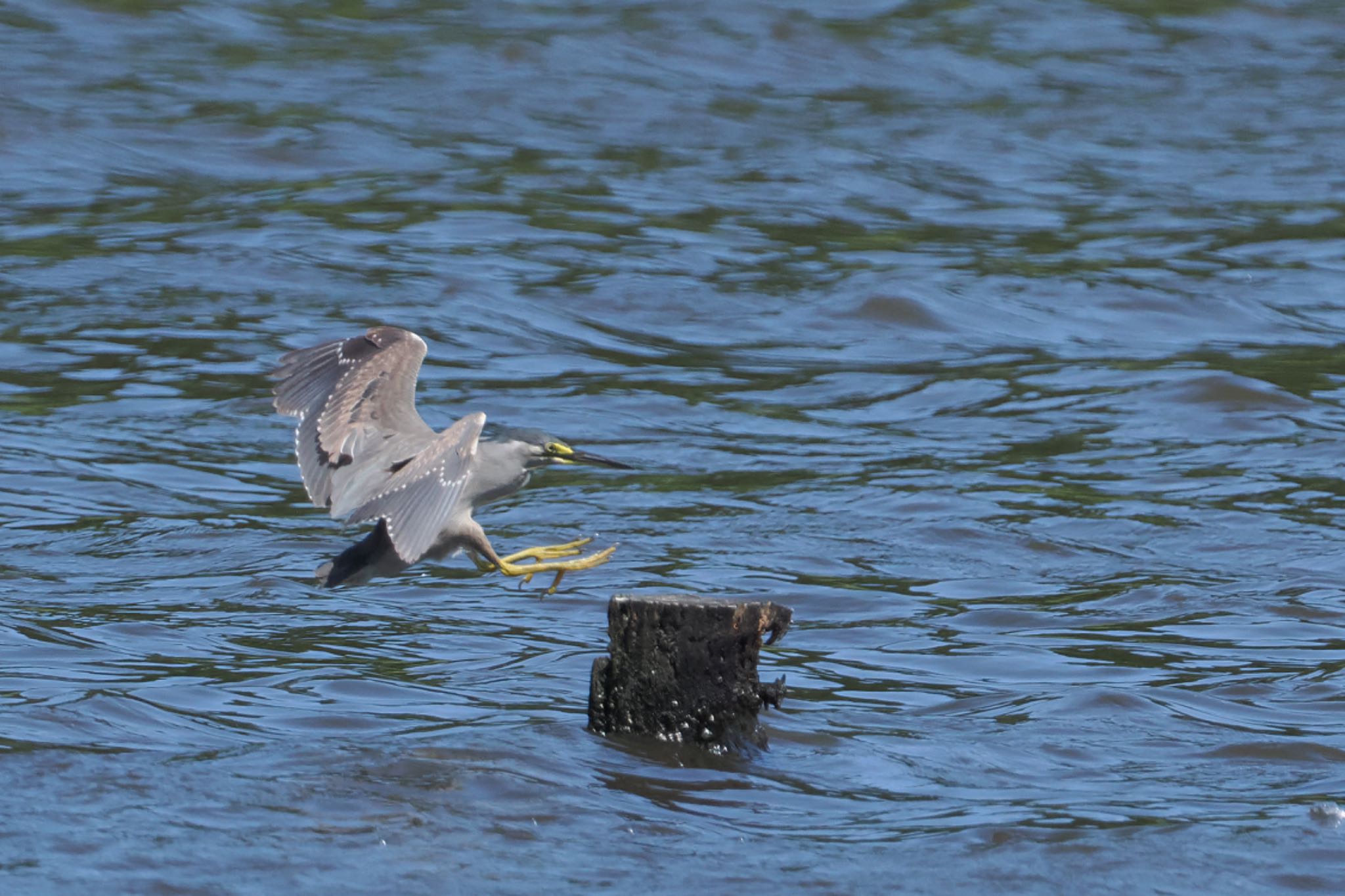 大井ふ頭中央海浜公園(なぎさの森) ササゴイの写真 by アポちん