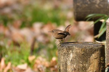 ミソサザイ 小山田緑地公園 2018年1月13日(土)