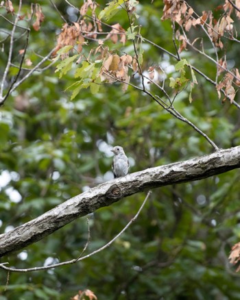 Blue-and-white Flycatcher 兵庫県立一庫公園 Sun, 7/10/2022