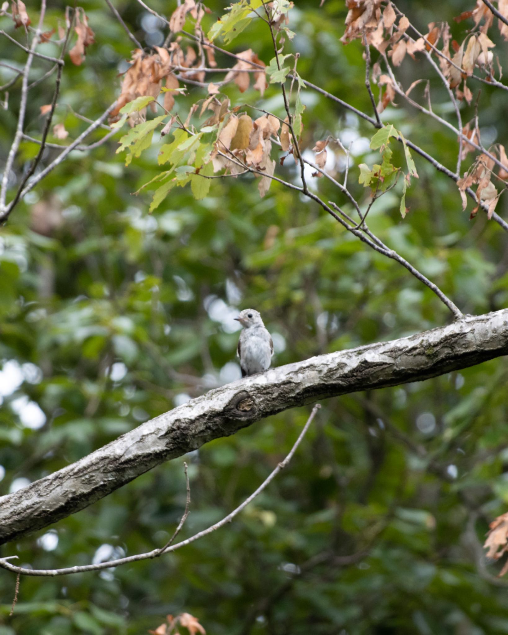 Photo of Blue-and-white Flycatcher at 兵庫県立一庫公園 by 28 ICHIRIKI