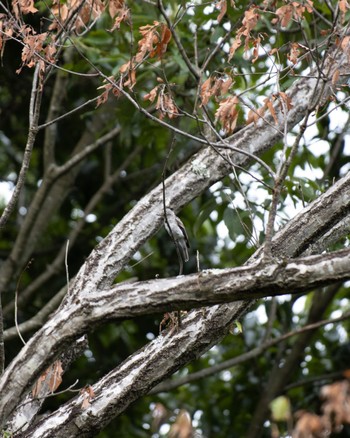 Blue-and-white Flycatcher 兵庫県立一庫公園 Sun, 7/10/2022