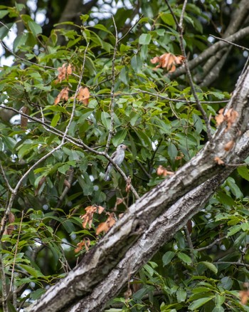 Blue-and-white Flycatcher 兵庫県立一庫公園 Sun, 7/10/2022