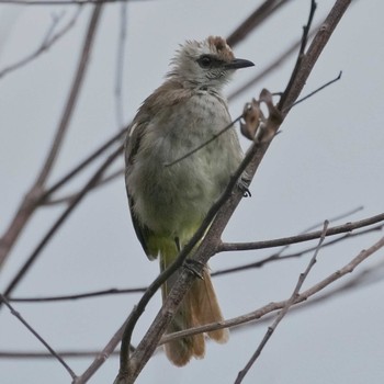 Yellow-vented Bulbul Bang Phra Non-Hunting area Mon, 7/11/2022