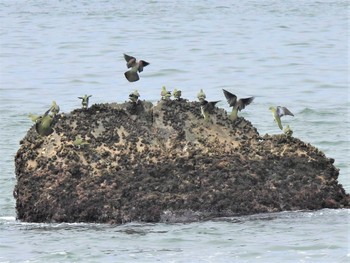 アオバト 大磯照ヶ崎海岸 2022年7月11日(月)