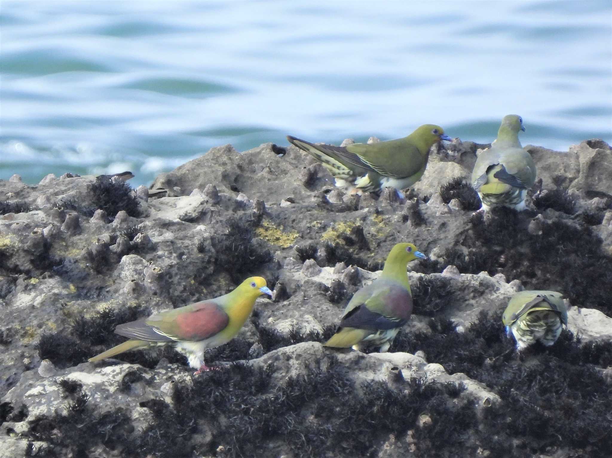 大磯照ヶ崎海岸 アオバトの写真 by モーさん