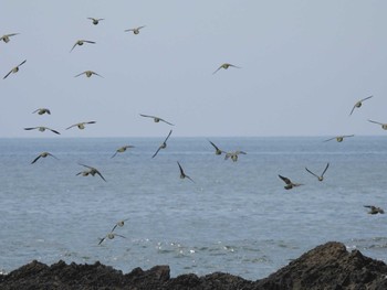 アオバト 大磯照ヶ崎海岸 2022年7月11日(月)