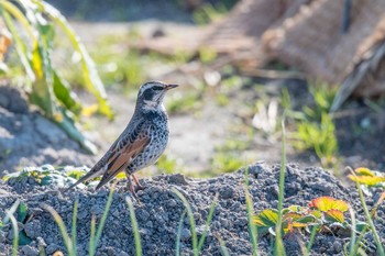 Dusky Thrush 兵庫県明石市 Mon, 1/1/2018