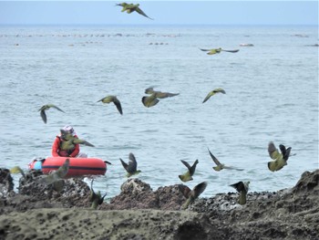 アオバト 大磯照ヶ崎海岸 2022年7月11日(月)