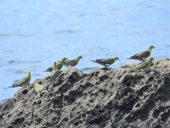 アオバト 大磯照ヶ崎海岸 2022年7月11日(月)