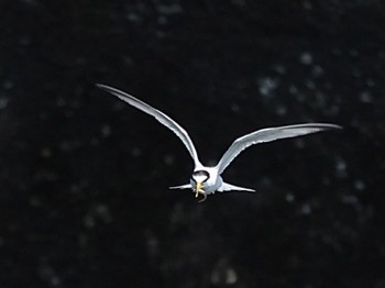 Little Tern Minatomirai Mon, 7/11/2022