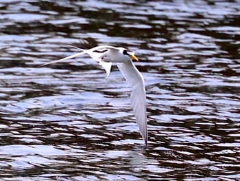 Little Tern Minatomirai Mon, 7/11/2022