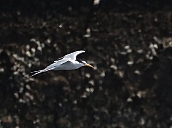 Little Tern Minatomirai Mon, 7/11/2022