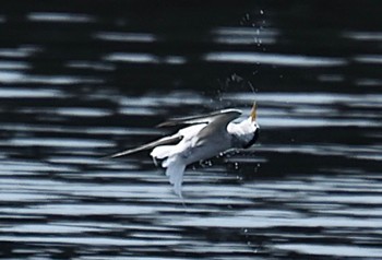 Little Tern Minatomirai Mon, 7/11/2022