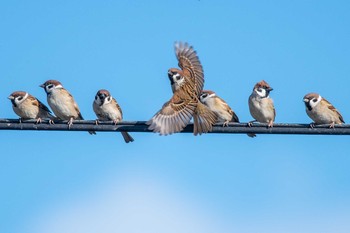 Eurasian Tree Sparrow 兵庫県明石市 Mon, 1/1/2018