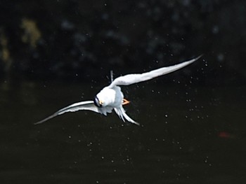 Little Tern Minatomirai Mon, 7/11/2022