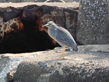 Striated Heron Minatomirai Mon, 7/11/2022