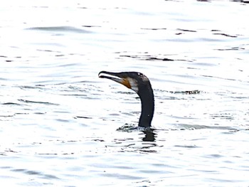 Great Cormorant Minatomirai Mon, 7/11/2022