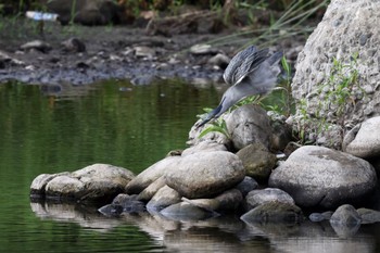 ササゴイ 入間川(広瀬橋付近) 2022年7月11日(月)