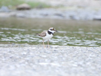 Little Ringed Plover 羽村堰 Mon, 7/11/2022