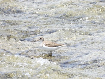 Common Sandpiper 羽村堰 Mon, 7/11/2022