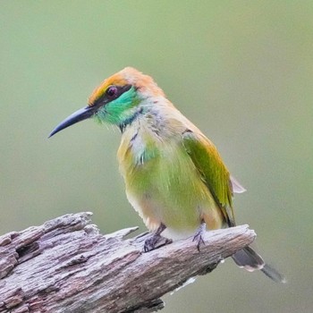 Asian Green Bee-eater Bang Phra Non-Hunting area Mon, 7/11/2022